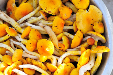 picking fresh mushrooms