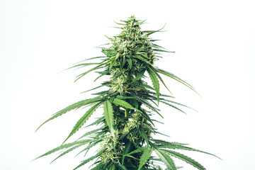 skunk weed marijuana medical plant - obrazy, fototapety, plakaty