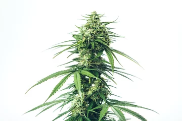 Fotobehang skunk weed marijuana medical plant © YARphotographer