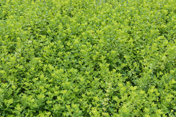 一面に茂ったレモンバーム