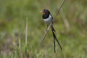  Strange tailed Tyrant