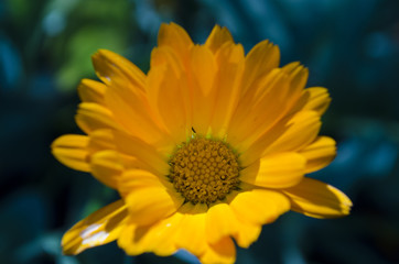 opened Bud of yellow and orange flower, top view, closeup
