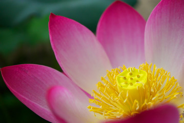 lotus flower petal