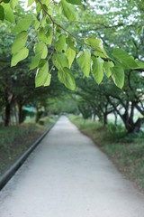 Fototapeta premium 公園の道