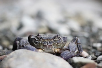 River Crab