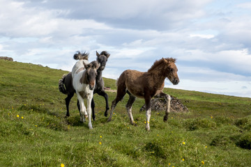 Icelandic horse foals playing