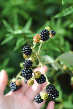Wild blackberry branch in forest. Branch with black riping bramble berries in summer. Female hand holding black fruits of blackberry. Selected focus.