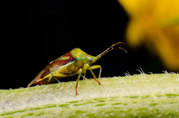 Bug sitting on a flower