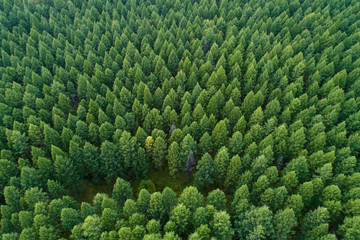 aerial shot of forest landscape
