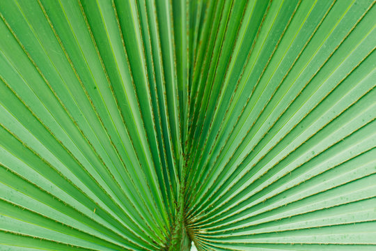Palm leaves texture pattern green nature background