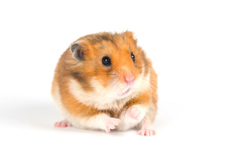 Scared Syrian hamster with a funny expression (on a white background), selective focus on the hamster nose and eyes