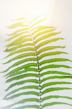 macro closeup green fern leaf tropical rainforest plant background.