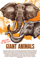 African animals elephants zoo vector poster