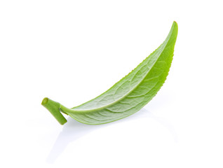 tea leaf isolated on white background