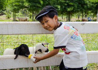 Asian boy feeding lamps with bottle of milk in farm