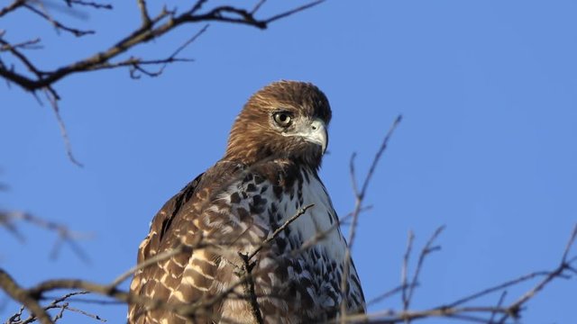 Close up with zoom of Red-tailed hawk in Oak Tree.  Shot at Rocky Peak Park in Ventura County, California. 