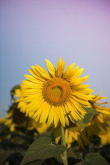 Fototapeta premium Sunflower , pampas , Argentina