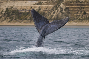Fototapeta premium Whale Patagonia Argentina