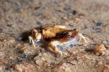 Rãzinha Linhares (Physalaemus aguirrei) | Linhares Dwarf Frog photographed in Linhares, Espírito Santo - Southeast of Brazil. Atlantic Forest Biome.