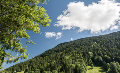 Baum mit grünen Blätter un dBerge vor blauem Himmel