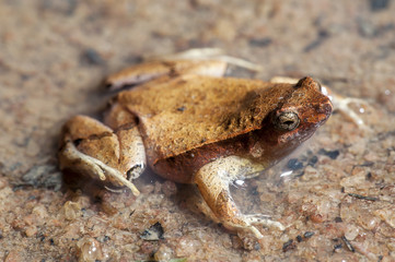 Naklejka premium Rãzinha Linhares (Physalaemus aguirrei) | Linhares Dwarf Frog photographed in Linhares, Espírito Santo - Southeast of Brazil. Atlantic Forest Biome.