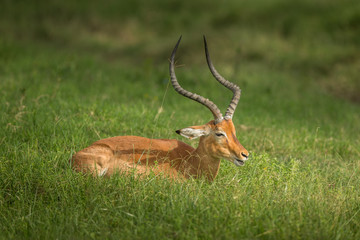Antelope (Aepyceros melampus)