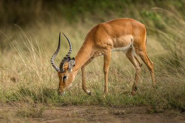 Antelope (Aepyceros melampus)
