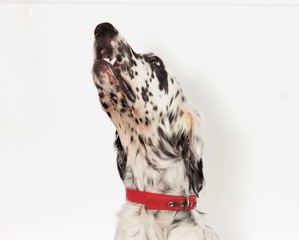 portrait setter dog looking up