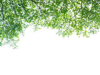 Obraz premium Green leaves isolated on white background