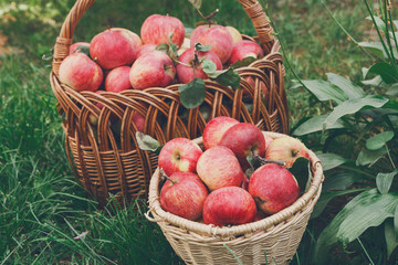 Baskets with apples harvest in fall garden
