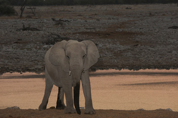 Afrikanischer Elefant nach Sonnenuntergang, Etosha Nationalpark, Namibia, (Loxodonta africana)