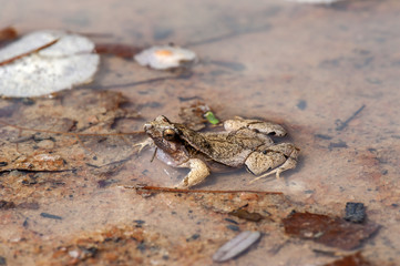 Rãzinha Linhares (Physalaemus aguirrei) | Linhares Dwarf Frog photographed in Linhares, Espírito Santo - Southeast of Brazil. Atlantic Forest Biome.