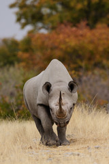 Spitzmaulnashorn, Etosha Nationalpark, Namibia