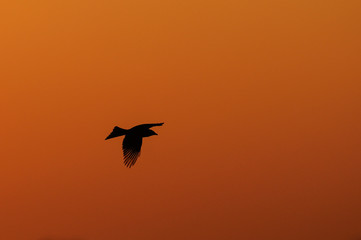 Trauerdrongo im Flug, Sonnenuntergang, Etosha Nationalpark, Namibia