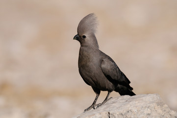 Graulärmvogel, Etosha Nationalpark, Namibia