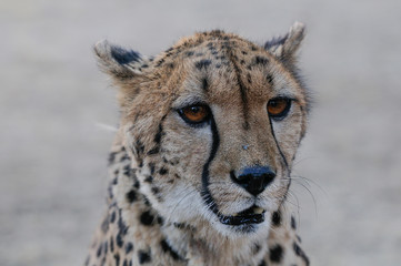 Gepard, Kopf Portrait, Namibia