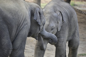 Baby elephants near Chitwan National park, Nepal