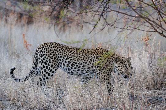 Leopard schleicht durchs Unterholz, Namibia