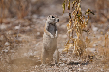 Kaperdhörnchen nimmt einen Snack, Etosha Nationalpark, Namibia