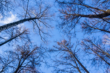 blue sky and branches of trees without leaves, natural background in autumn or winter