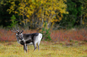 Rentier im Herbst, Flatruet, Schweden