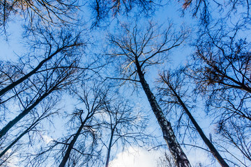 Obraz premium blue sky and branches of trees without leaves, natural background in autumn or winter