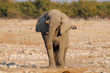 Afrikanischer Elefant in anmarsch, Etosha Nationalpark, Namibia, (Loxodonta africana)