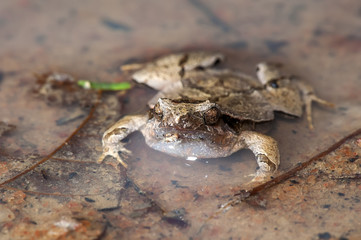 Rãzinha Linhares (Physalaemus aguirrei) | Linhares Dwarf Frog photographed in Linhares, Espírito Santo - Southeast of Brazil. Atlantic Forest Biome.