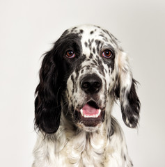 portrait setter dog looking