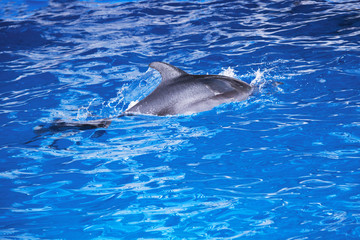 Fototapeta premium Dolphins in the ocean. Dolphins with a scratched back. Hunting for dolphins. Animal protection.