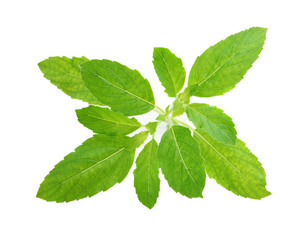 Fresh basil leaves isolated on white background