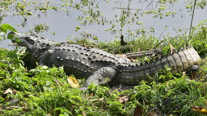 Crocodile (marsh mugger) in Chitwan National park, Nepal