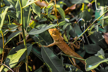Lizard in Pakse in Laos