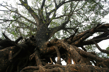 Giant tree root in Ubon Ratchathani